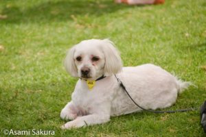会場では動物好きな人も多く犬のお散歩がてらの人も目立ちました。（Asami Sakura/VeganFestival)
